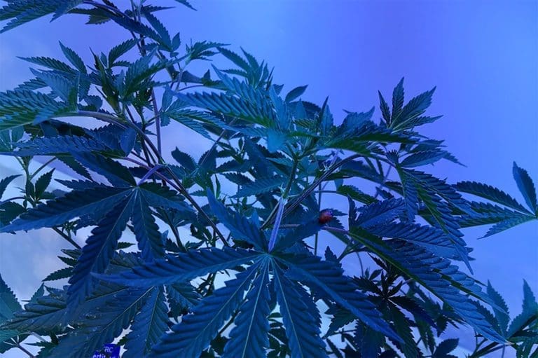 How to Grow Cannabis Straight From a Colorado Cultivator