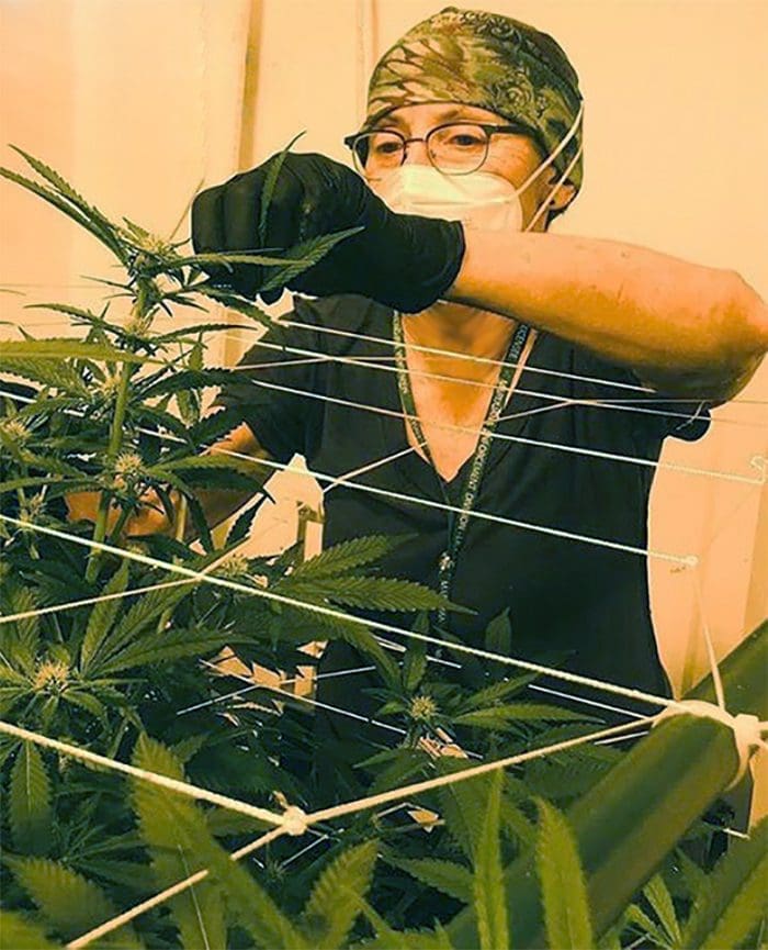 Cultivators at Southern Charm Organics teach us how to grow cannabis