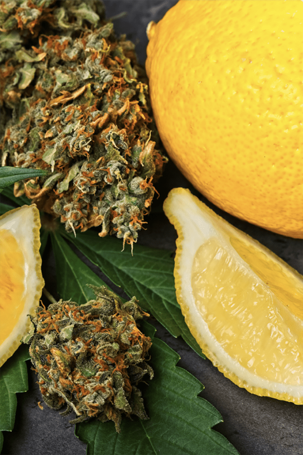 Limonene-dominant strains are recognized by their citrus scent