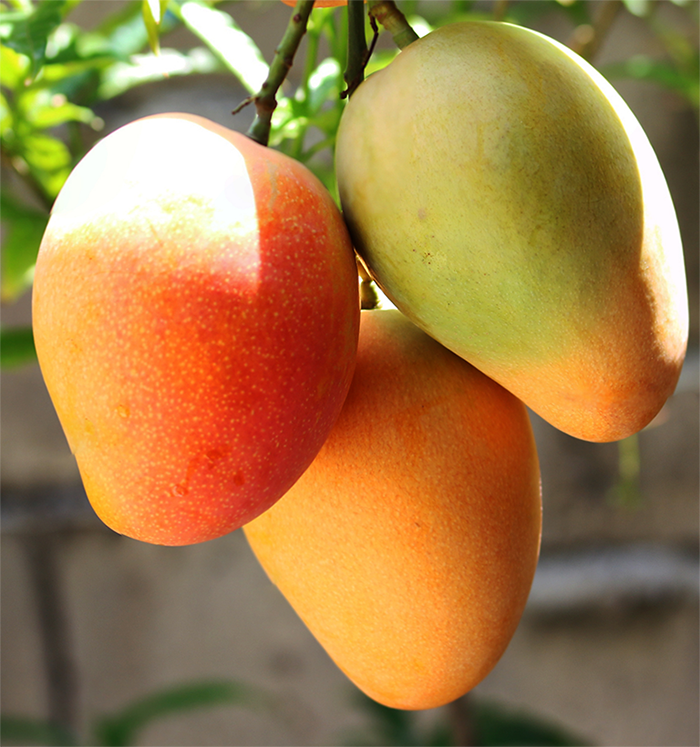 The terpene myrcene is often associated with mangoes
