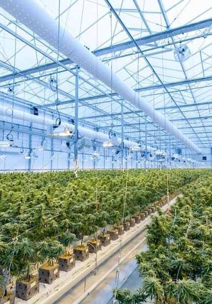 Green Horizons celebrated the opening of their first 100,000 sq ft cultivation facility