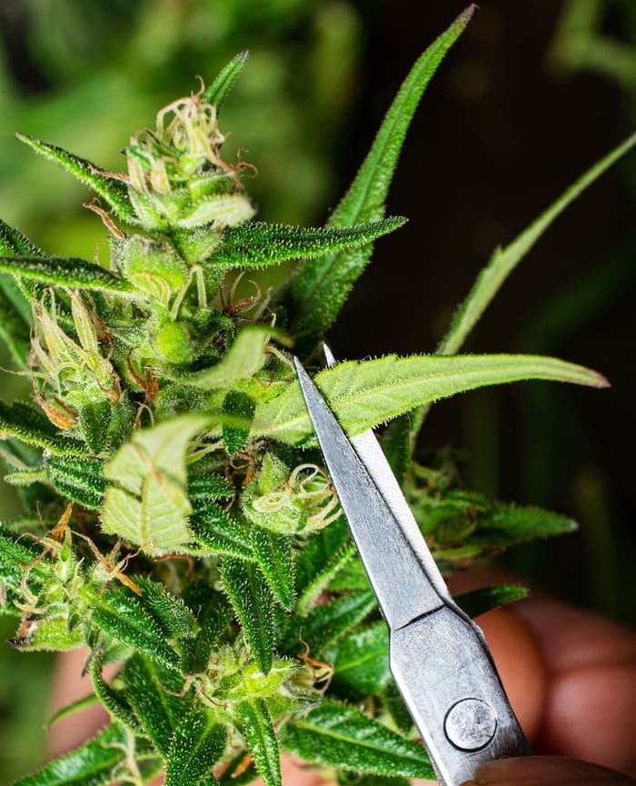 One of the most important parts of how to harvest cannabis is trimming the fan leaves.