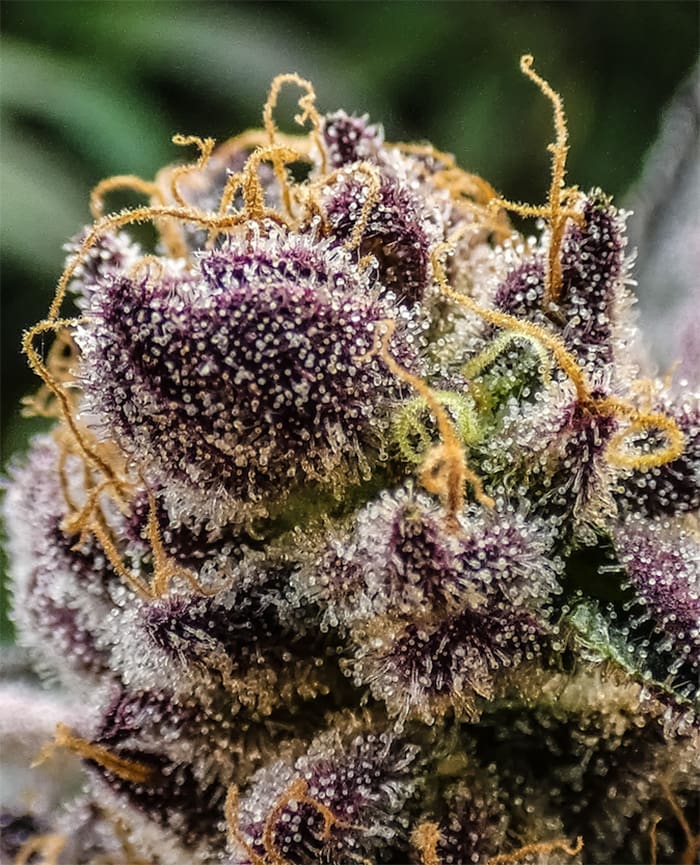 One of the critical factors in how to harvest cannabis is waiting until your trichomes are milky.
